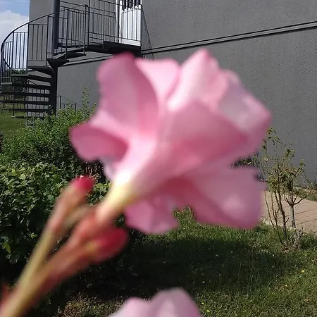 מלון - Restaurant Du - Agen Boé