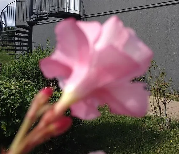 Szálloda - Restaurant Du - Agen Boé